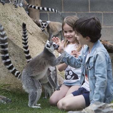Niños jugando con un Lemur en Senda Viva